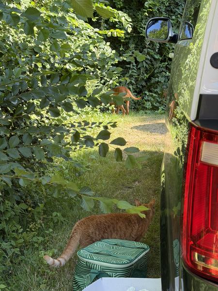 Two ginger cats are seen in a lush green, sun-dappled outdoor setting at Haarweg, Vuren, with one cat resting beside a green cooler bag near a white car